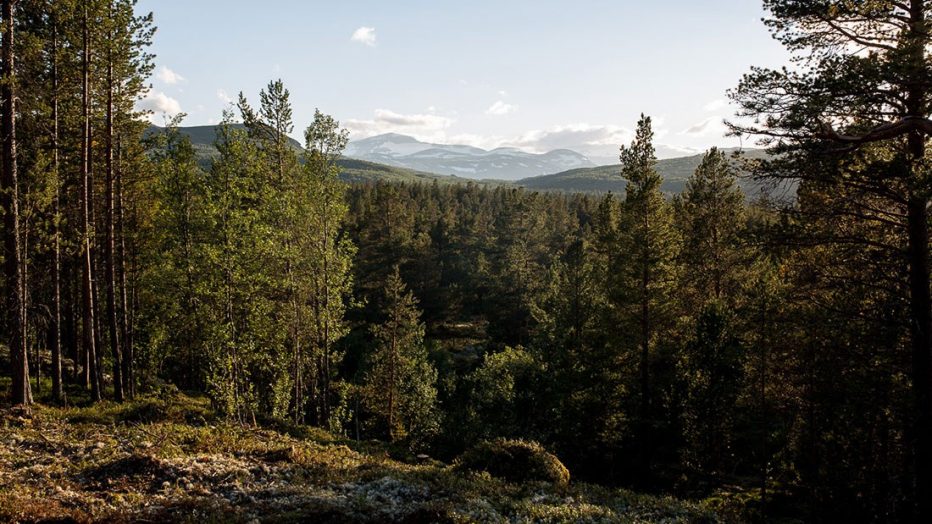 Mellom tretopper i Brimiskogen Klatrepark