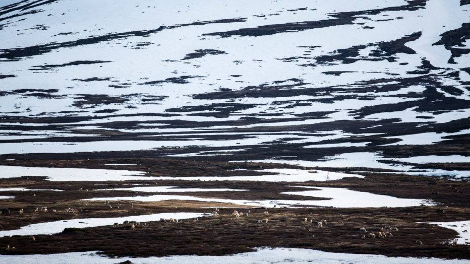 Høgruta: Verdensklasse på ski i din egen bakgård