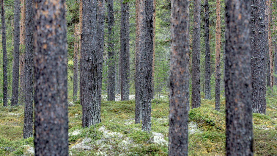 trær på fjellet