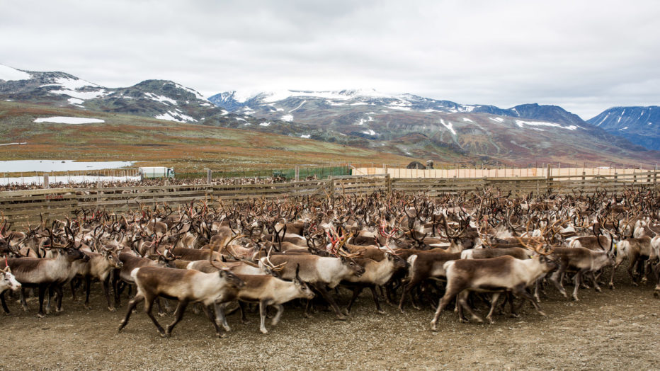 Når reinen har nådd den første innhegningen deles de opp i mindre flokker.