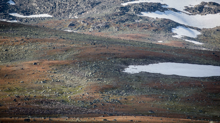 reinsdyrflokk