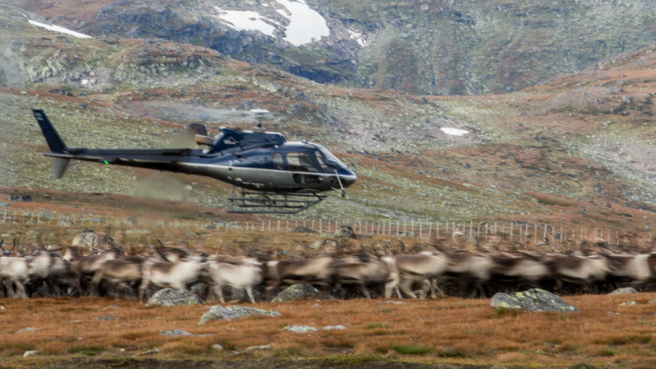 reinsflokk og helikopter