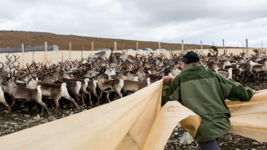 Reinsdyr flyttes fra den store innhegningen til en mindre.