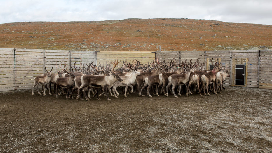 Reinsdyr i den minste innhegningen. Her skal de sorteres. Noen skal slaktes, andre merkes og slippes ut igjen.