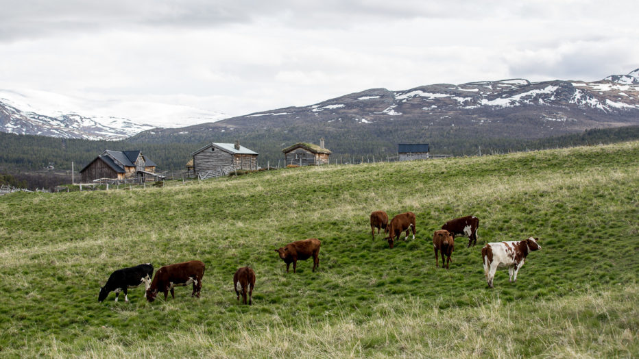 Det er mange gamle setre i Sjodalen. Noen er fortsatt i drift.