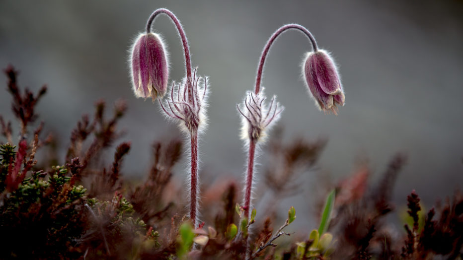Mogop, en av årets første blomster, ved bredden av Sjoa. Elva renner like forbi hyttefeltet.