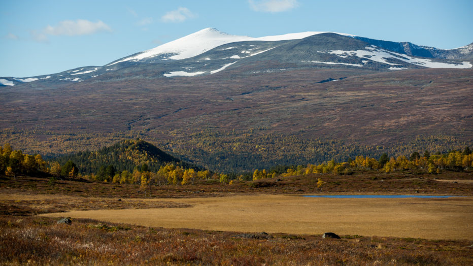grønn natur