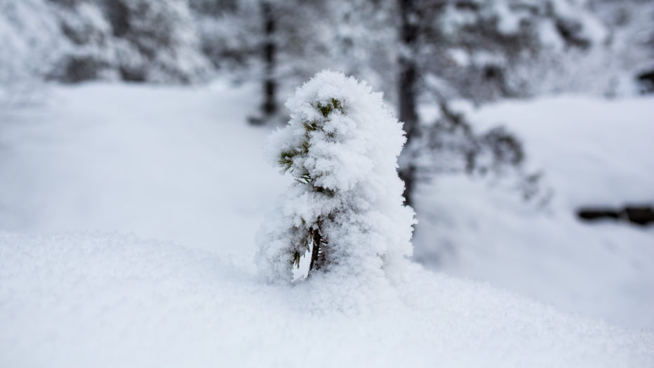 lite tre under snø