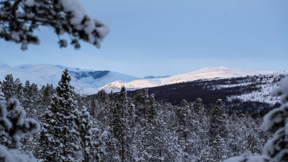 trær med snø