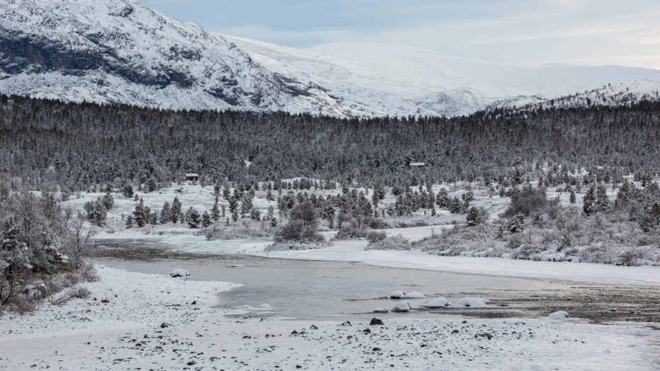 fjell, trær og snø
