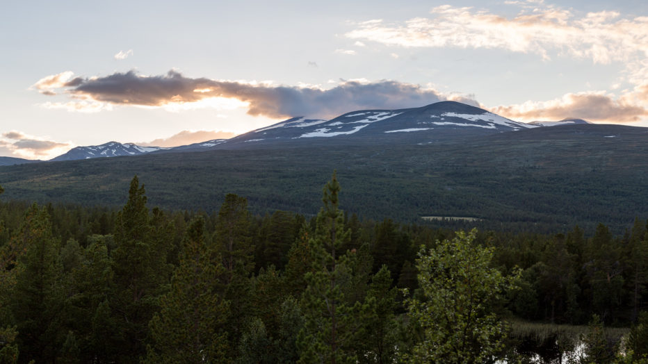trær og fjell