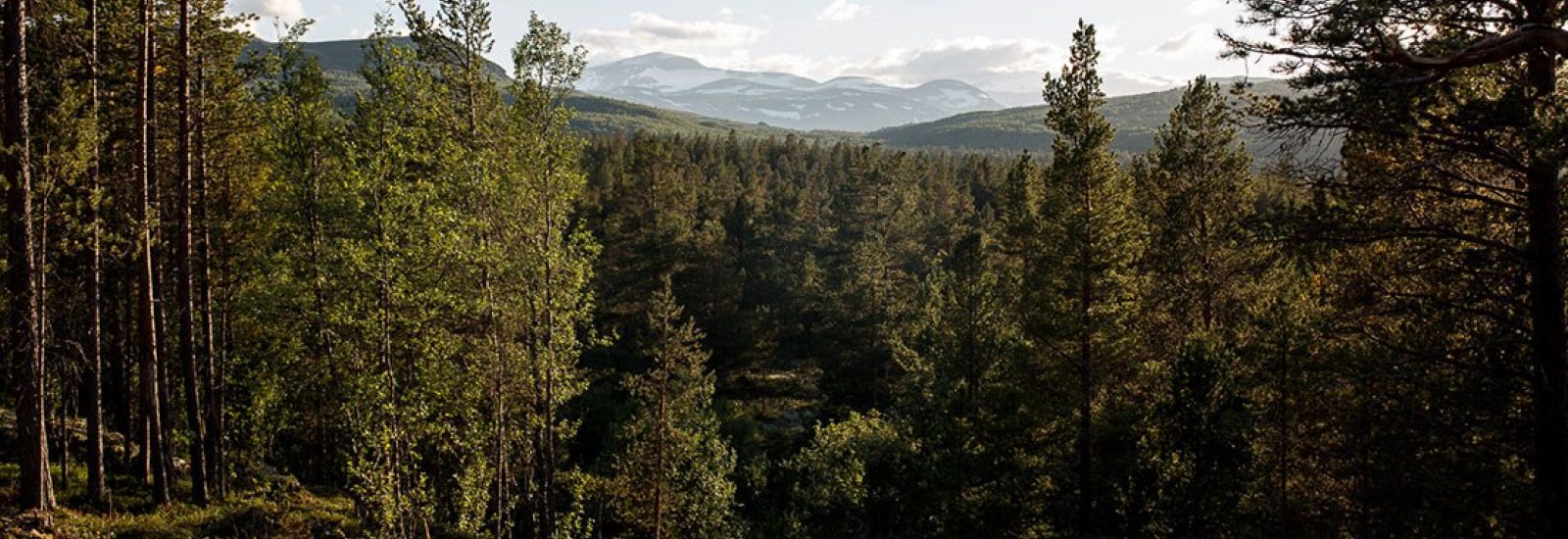 Mellom tretopper i Brimiskogen Klatrepark
